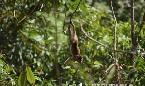 Monyet liar di kawasan hutan di Kalimantan Timur. (ilustrasi) 