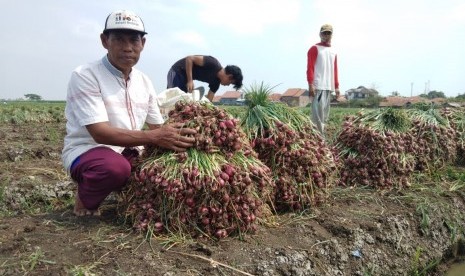 Badan Penelitian dan Pengembangan Pertanian (Balitbangtan) Kementerian  Pertanian (Kementan) melalui Balai Penelitian Tanaman Sayuran (Balitsa)  Lembang menggandeng petani di Cirebon untuk memproduksi bawang merah  varietas Bima Brebes. Hasilnya, produksi bawang merah yang diperoleh yaitu  25 ton perhektar basah atau 14-15 ton perhektar kering simpan.