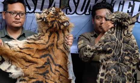 kulit Harimau Sumatera 