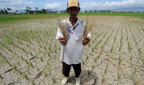 Seorang petani menunjukkan tanaman padi yang mati akibat kekeringan di Pilohayanga Barat, Kabupaten Gorontalo, Gorontalo, Sabtu (31/8/2019). 