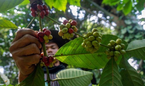 Produk kopi robusta Gapoktan Gunung Kelir semakin diterima pasar kopi internasional. Ilustrasi.