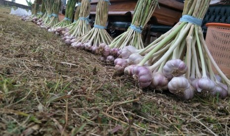 Harga bawang putih di tingkat pedagang Pasar Wates, Kabupaten Kulon Progo, naik signifikan (Foto: petani bawang putih)