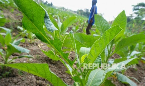 Petani membersihkan rumput di lahan pertanian tembakau, Tamanan, Sleman, DI Yogyakarta, Jumat (6/9/2019). 