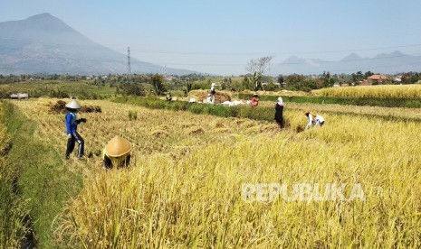 Petani memanen padi sebelum masanya untuk menghindari serangan hama  ulat di Kampung Panauwan, Kelurahan Sukajaya, Kecamatan Tarogong Kidul,  Kabupaten Garut, Jumat (6/9). 