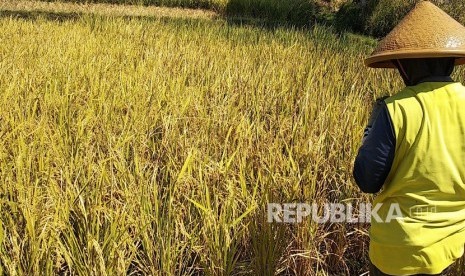 Petani memanen padi sebelum masanya untuk menghindari serangan hama  ulat di Kampung Panauwan, Kelurahan Sukajaya, Kecamatan Tarogong Kidul,  Kabupaten Garut, Jumat (6/9).