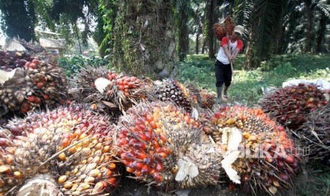 Buruh kerja memanen kelapa sawit di perkebunan kawasan Cimulang, Kabupaten Bogor, Jawa Barat, Selasa (10/9/2019).