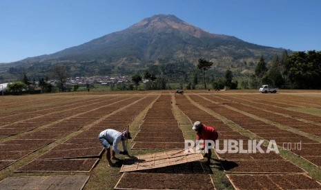 Petani menjemur tembakau rajangan di lapangan lembah Gunung Sindoro-Sumbing, Desa Kledung, Temanggung, Jawa Tengah. (ilustrasi)