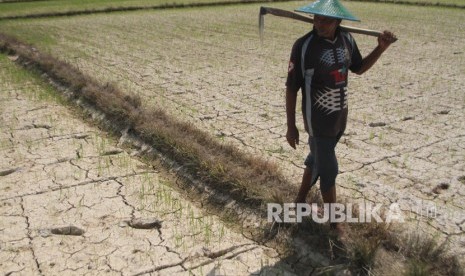 Petani berjalan dipematang sawah tanaman padi yang dilanda kekeringan akibat kemarau di areal persawahan Kelurahan Ranomeeto, Konawe Selatan, Sulawesi Tenggara, Rabu (11/9/2019).