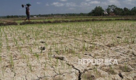 Air Masih Langka, Sawah di Empat Desa Belum Bisa Tanam. Foto: Kekeringan