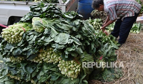 Kalangan petani di Kabupaten Rejang Lebong, Provinsi Bengkulu, mengeluhkan rendahnya harga jual aneka sayuran (Foto: ilustrasi petani sayur)