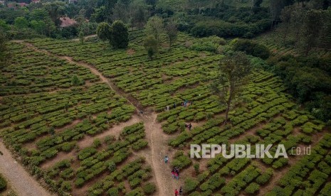 Foto udara perkebunan teh milik PTPN VIII di Gunung Mas, Kabupaten Bogor, Jawa Barat (ilustrasi). Kementerian BUMN melakukan restrukturisasi organisasi dengan merampingkan seluruh jumlah direksi anak perusahaan di Holding PT Perkebunan Nusantara.