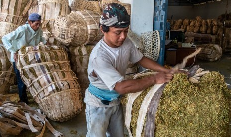 Pekerja menyortir tembakau rajangan di gudang penyimpanan tembakau milik sebuah industri rokok di Karangawen, Demak, Jawa Tengah. ilustrasi