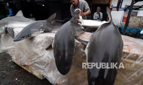 Pedagang memotong sirip ikan hiu hasil tangkapan nelayan