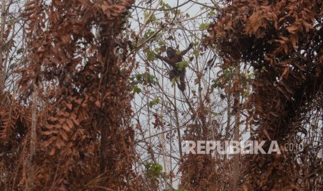 Satu dari dua individu Orangutan bergelantungan di pohon di lokasi karhutla di Desa Sungai Awan Kiri, Kecamatan Muara Pawan, Kabupaten Ketapang, Kalimantan Barat, Senin (16/9/2019). 