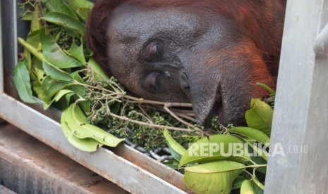 Satu dari dua individu Orangutan dalam kondisi terbius di kandang usai diselamatkan dari pohon yang terbakar di lokasi karhutla 