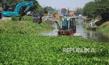 Pekerja menggunakan alat berat membersihkan eceng gondok yang menutup permukaan sungai Cimanuk, Indramayu.