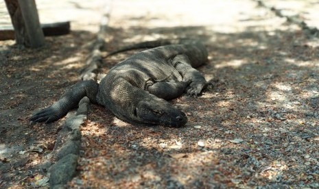 Salah satu komodo yang ada di Taman Nasional Komodo, Nusa Tenggara Timur (NTT), Kamis (19/9).