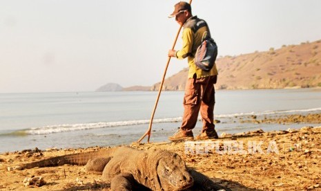 Seorang petugas mengawasi seekor Komodo (Veranus komodoensis) yang sedang berjemur di pesisir pantai Pulau Komodo, Kabupaten Manggarai Barat, NTT, Ahad (22/9/2019). Pemprov NTT mendukung program konservasi komodo oleh UNDP.