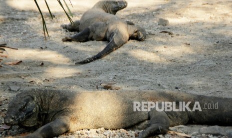 Dua ekor Komodo (Veranus Komodoensis) berkeliaran di Pulau Komodo, Kabupaten Manggarai Barat, NTT.