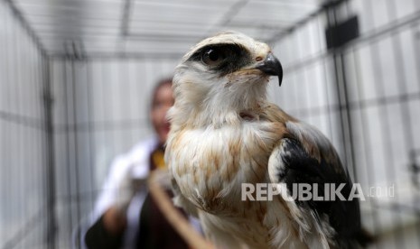 Burung elang tikus, salah satu jenis burung yang sering diselundupkan (ilustrasi)