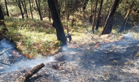 Petugas masih berupaya memadamkan api kebakaran di Gunung Arjuno sejak akhir pekan lalu. 