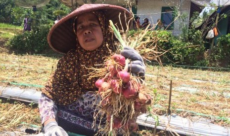 Petani memanen bawang merah di Desa Cukangjayaguna, Kecamatan Sodonghilir, Kabupaten Tasikmalaya, Selasa (1/10. 