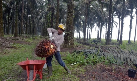 Pekerja mengangkut tandan buah segar kelapa sawit hasil panen di PT Ramajaya Pramukti di Kabupaten Siak, Riau, Rabu (2/10/2019).