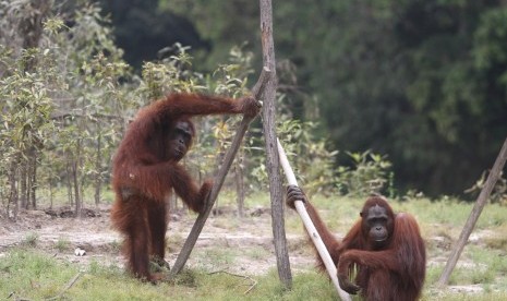 Dua ekor orang utan (Pongo pygmaeus) berada di lokasi pra-pelepasliaran 