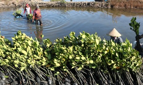 Warga memanen bibit mangrove (ilustrasi)