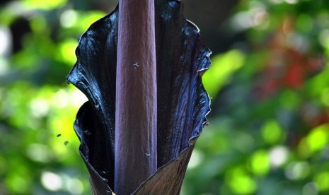 Bunga Amorphophallus gigas mekar sempurna di Kebun Raya Bogor, Jawa Barat, Ahad (6/10/2019). 