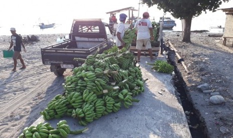 Pisang-pisang hasil panen petani Pulau Sebesi dijual ke Jabodetabek. 