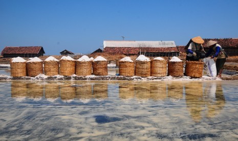 Petani Garam Jepara Keluhkan Garam 2019 Belum Laku. Petani memanen garam di area tambak garam desa Kedung, Jepara, Jawa Tengah.