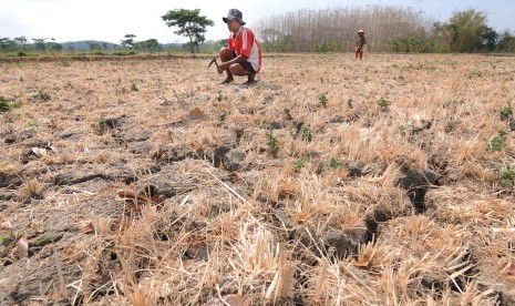 Warga membersihkan rumput liar pada lahan pertanian yang kering di Ngerangan, Bayat, Klaten, Jawa Tengah, Kamis (10/10/2019). 