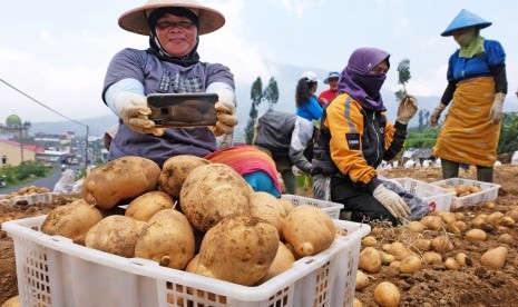 Petani memotret kentang yang baru dipanen menggunakan gawai di perladangan desa Tambi, Kejajar, Wonosobo, Jawa Tengah, Senin (14/10/2019).