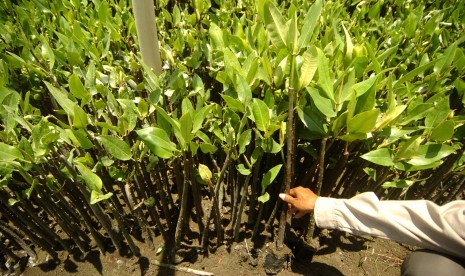 Petugas menunjukkan bibit mangrove yang akan ditanam (ilustrasi). Pertamina EP Asset 3 kembali menghijaukan pesisir Indramayu, Jawa Barat melalui penanaman mangrove.