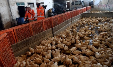 Harga komoditas telor dan ayam merangkak naik di pasar tradisional menjelang perayaan Hari Raya Natal 2019 di Kota Banjarmasin, Kalimantan Selatan (Ilustrasi ayam potong)