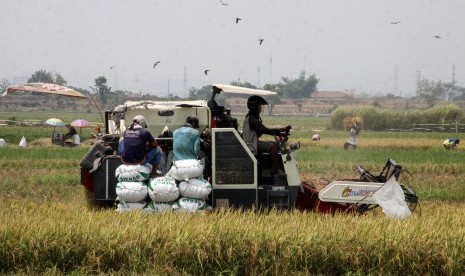 Petani memanen padi menggunakan mesin pemanenan