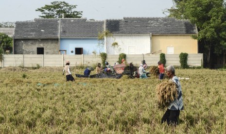 Sejumlah petani menggiling padi di Cikarang, Kabupaten Bekasi, Jawa Barat.