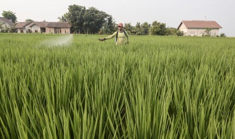 Petani menyemprotkan pestisida ke lahan persawahan di Cikarang, Kabupaten Bekasi, Jawa Barat, Jumat (18/10). Saat ini, rata-rata produktivitas padi nasional sekitar 5,2 ton per hektare.