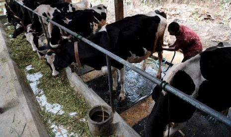 Peternak memandikan sapi di salah satu peternakan sapi perah binaan Frisian Flag Indonesia di Tulungagung, Jawa Timur, Jumat (18/10/2019).