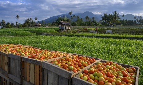 Petani menunggui pembeli tomat sambil menggembalakan sapi di Desa Porame, Marawola, Sigi, Sulawesi Tengah, Sabtu (19/10/2019).