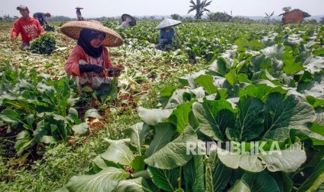 Petani Sayur Cipanas Alih Strategi Jualan Daring. Sejumlah petani memanen sayur sawi caisim di lahan persawahan kawasan Tenjolaya, Kabupaten Bogor, Jawa Barat. 