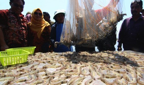 Pekerja mengumpulkan udang hasil panen di tambak. Foto (ILustrasi)