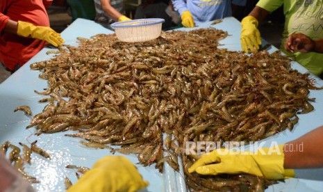 Pekerja mensortir udang vaname (litopenaeus Vannamei) saat panen di desa Syiah Kuala, Banda Aceh, Aceh, Rabu (6/11/2019) malam.