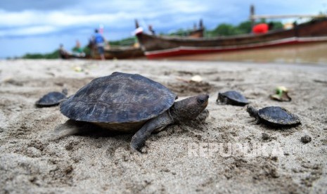 Anak Tuntong laut (Batagur borneoensis) berada di Hilir Sungai Tamiang usai dilepas liarkan oleh Pegiat lingkungan dari Yayasan Satucita Lestari Indonesia di area Desa Pusung Kapal, Seruway, Aceh Tamiang, Aceh, Rabu (6/11/2019). 