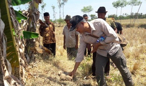 Kepala Balai Arkeologi Bandung, Deni Sutrisna, meninjau temuan bata merah yang diduga struktur bangunan kuno di Desa Sambimaya, Kecamatan Juntinyuat, Kabupaten Indramayu,  Ahad (10/10). Bata merah di lokasi itu serupa dengan bata merah penyusun candi Batujaya Karawang maupun candi di Trowulan Jawa Timur. 