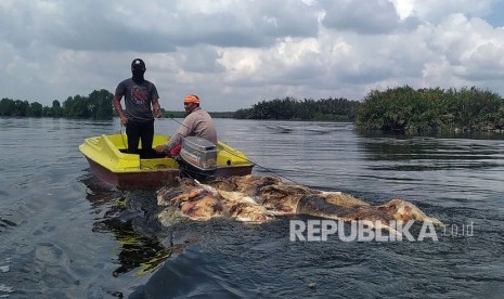 Warga membawa bangkai babi yang dibuang pemiliknya di Danau Siombak Marelan, Medan, Sumatera Utara (ilustrasi)