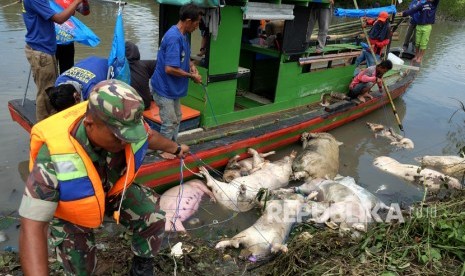 Personel Babinsa TNI mengangkat bangkai babi dari aliran Sungai Bederah, untuk dikubur, di Kelurahan Terjun, Medan, Sumatra Utara. 