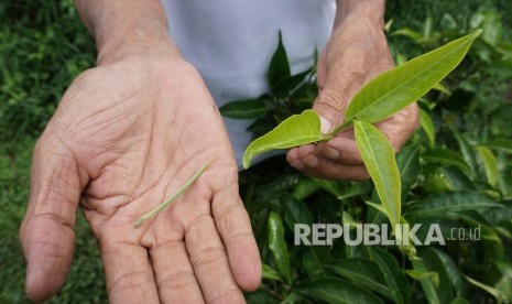 Petani Teh, Kasmuri, menunjukkan pucuk daun teh putih di Rumah Produksi Teh Organik, Desa Kembanglangit, Kabupaten Batang, Jawa Tengah. Kementerian Perdagangan menyatakan, produk organik Indonesia memiliki potensi cukup besar bersaing di pasar internasional. 