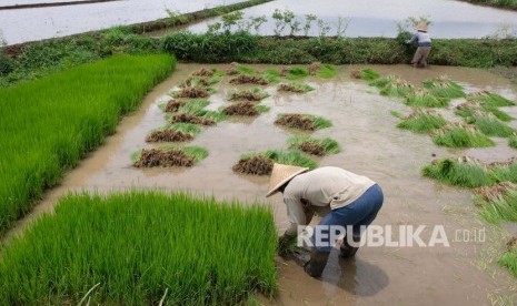 Petani mempersiapkan bibit padi untuk ditanam di persawahan (ilustrasi)